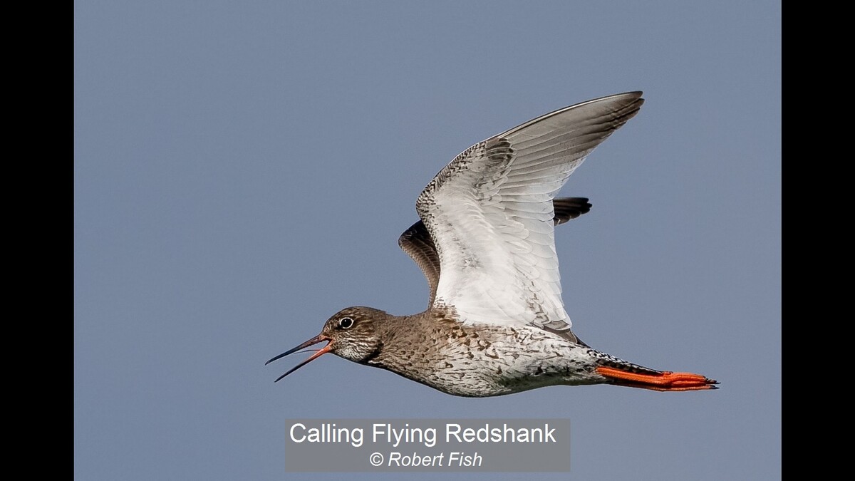 Calling Flying Redshank